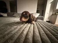 Biggie, a male Miniature Dachshund for sale in Alamogordo, NM – Photo 7 of 7