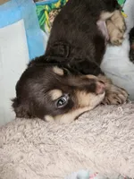 Biggie, a male Miniature Dachshund for sale in Alamogordo, NM – Photo 5 of 7