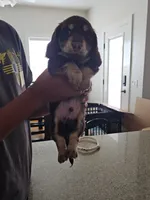 Biggie, a male Miniature Dachshund for sale in Alamogordo, NM – Photo 4 of 7