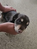 Biggie, a male Miniature Dachshund for sale in Alamogordo, NM – Photo 3 of 7