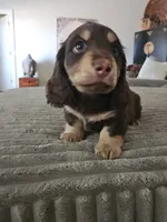 Biggie, a male Miniature Dachshund for sale in Alamogordo, NM – Photo 1 of 7