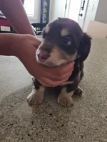 Biggie, a male Miniature Dachshund for sale in Alamogordo, NM – Photo 6 of 7