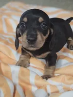 Mia, a female Miniature Dachshund for sale in Alamogordo, NM – 3 of 4