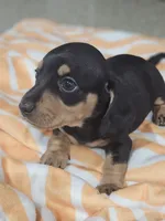 Mia, a female Miniature Dachshund for sale in Alamogordo, NM – 2 of 4