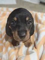 Jamal, a male Miniature Dachshund for sale in Alamogordo, NM – 4 of 4