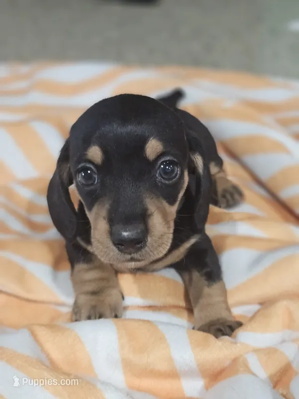 Mia – Miniature Dachshund puppy for sale in Alamogordo, NM