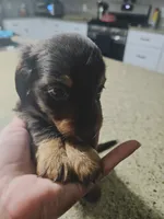 Smalls, a male Miniature Dachshund for sale in Alamogordo, NM – Photo 3 of 5