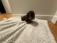 Smalls, a male Miniature Dachshund for sale in Alamogordo, NM – Photo 2 of 5