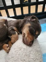 Smalls, a male Miniature Dachshund for sale in Alamogordo, NM – Photo 5 of 5