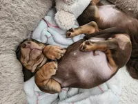 Blue, a male Miniature Dachshund for sale in Alamogordo, NM – Photo 2 of 4