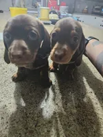 Blue, a male Miniature Dachshund for sale in Alamogordo, NM – Photo 4 of 4