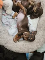 Blue, a male Miniature Dachshund for sale in Alamogordo, NM – Photo 1 of 4