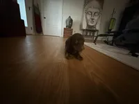 Blue, a male Miniature Dachshund for sale in Alamogordo, NM – Photo 3 of 4