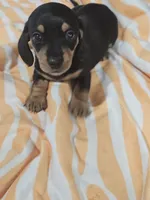 Mia, a female Miniature Dachshund for sale in Alamogordo, NM – 4 of 4