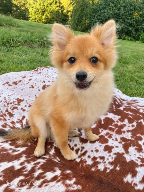 Ace  – Pomeranian puppy for sale in Elizabethville, PA