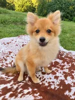 Ace , a male Pomeranian for sale in Elizabethville, PA – 1 of 7