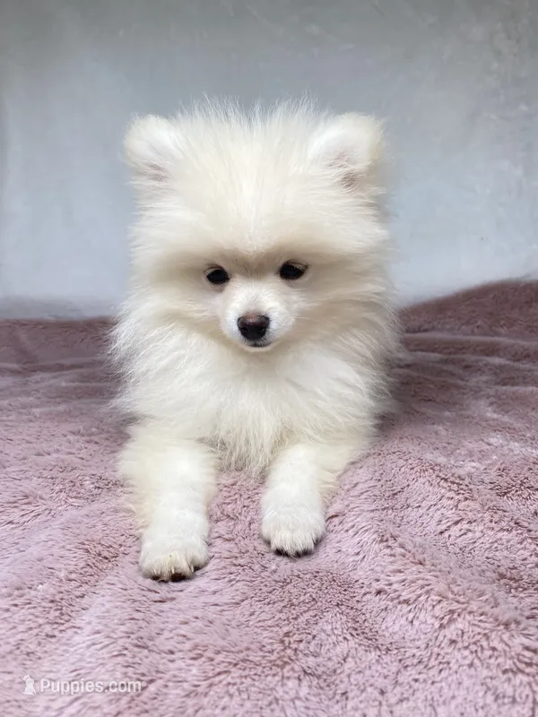 Sadie – Pomeranian puppy for sale in Elizabethville, PA