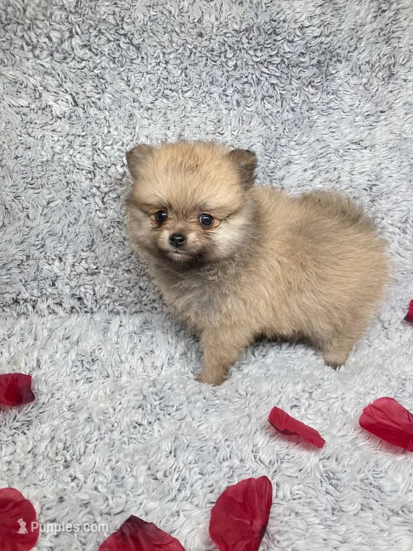 Lacy  – Pomeranian puppy for sale in Elizabethville, PA
