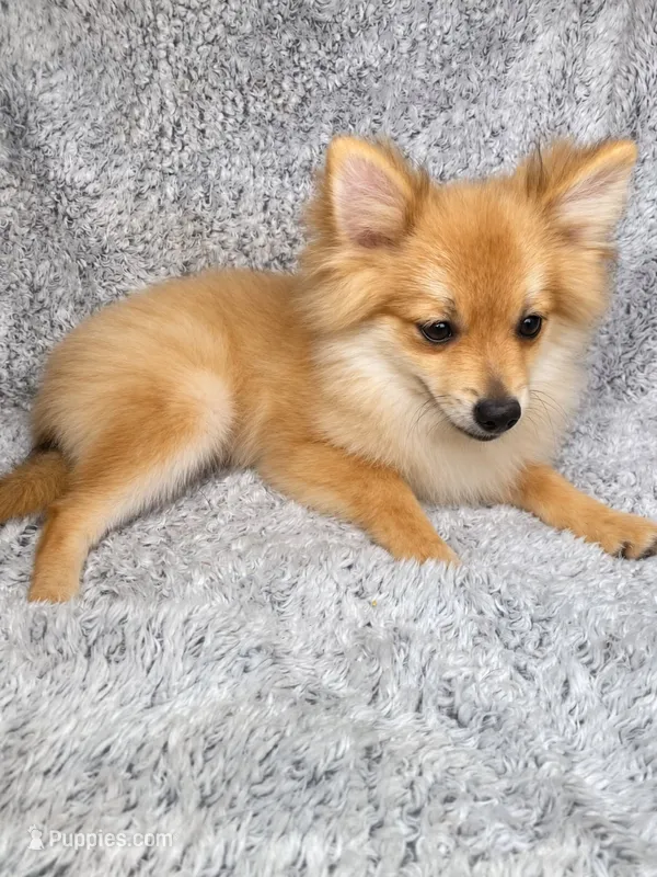 Ace  – Pomeranian puppy for sale in Elizabethville, PA
