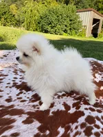Sadie, a female Pomeranian for sale in Elizabethville, PA – 2 of 5