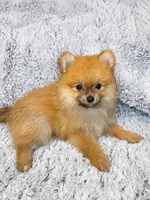 Charlie , a male Pomeranian for sale in Elizabethville, PA – 1 of 1