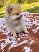Lacy , a female Pomeranian for sale in Elizabethville, PA – 2 of 3