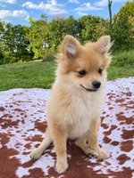 Misty , a female Pomeranian for sale in Elizabethville, PA – 3 of 8
