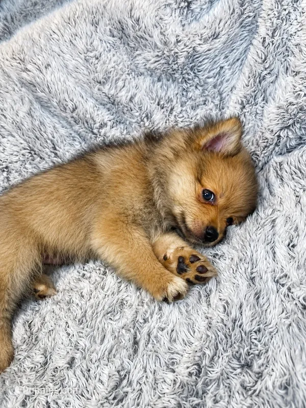 Ace  – Pomeranian puppy for sale in Elizabethville, PA