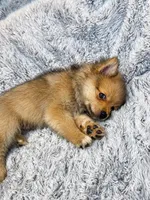 Ace , a male Pomeranian for sale in Elizabethville, PA – 1 of 1
