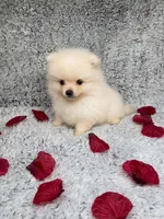Sadie, a female Pomeranian for sale in Elizabethville, PA – 2 of 2