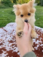 Misty , a female Pomeranian for sale in Elizabethville, PA – 2 of 8