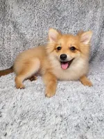 Ace , a male Pomeranian for sale in Elizabethville, PA – 4 of 7