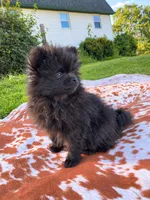 Bear, a male Pomeranian for sale in Elizabethville, PA – 3 of 5