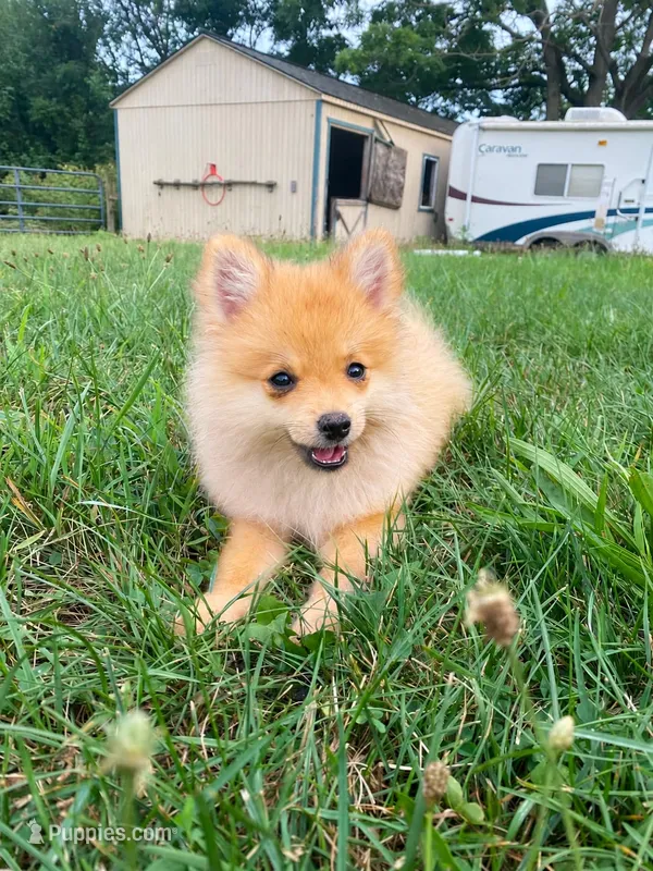 Misty  – Pomeranian puppy for sale in Elizabethville, PA