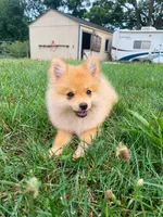 Misty , a female Pomeranian for sale in Elizabethville, PA – 1 of 4