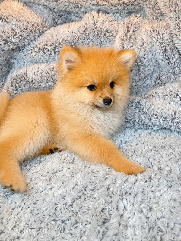 Charlie  – Pomeranian puppy for sale in Elizabethville, PA