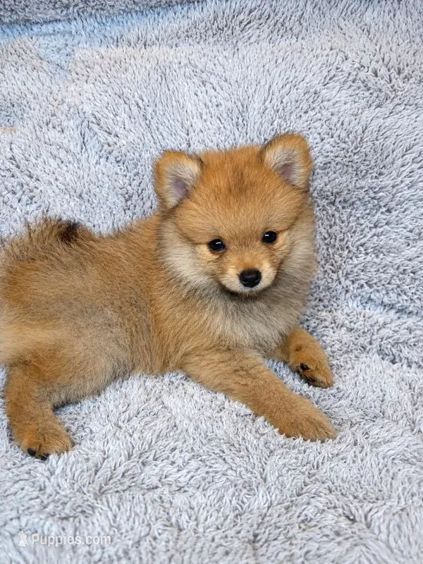 Misty  – Pomeranian puppy for sale in Elizabethville, PA