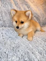 Ace , a male Pomeranian for sale in Elizabethville, PA – 2 of 3