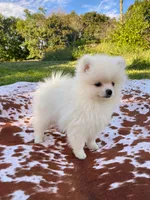 Sadie, a female Pomeranian for sale in Elizabethville, PA – 3 of 5