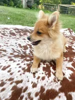 Ace , a male Pomeranian for sale in Elizabethville, PA – 2 of 7