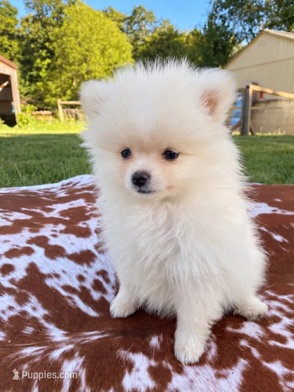 Sadie – Pomeranian puppy for sale in Elizabethville, PA