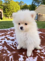 Sadie, a female Pomeranian for sale in Elizabethville, PA – 1 of 5