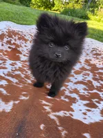 Bear, a male Pomeranian for sale in Elizabethville, PA – 2 of 5