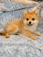 Misty , a female Pomeranian for sale in Elizabethville, PA – 2 of 4