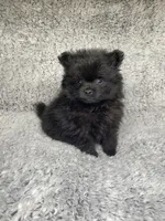 Bear, a male Pomeranian for sale in Elizabethville, PA – 2 of 2