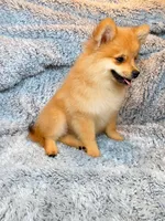 Misty , a female Pomeranian for sale in Elizabethville, PA – 3 of 4