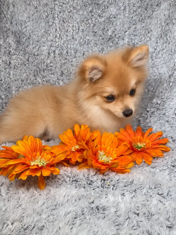 Misty  – Pomeranian puppy for sale in Elizabethville, PA
