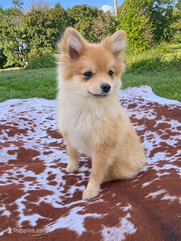Misty  – Pomeranian puppy for sale in Elizabethville, PA
