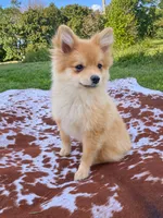 Misty , a female Pomeranian for sale in Elizabethville, PA – 1 of 8