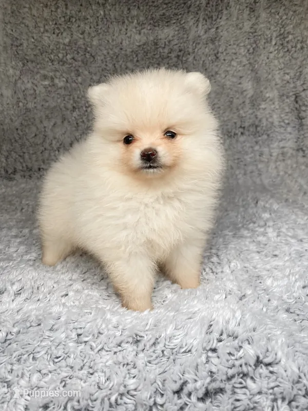 Sadie – Pomeranian puppy for sale in Elizabethville, PA